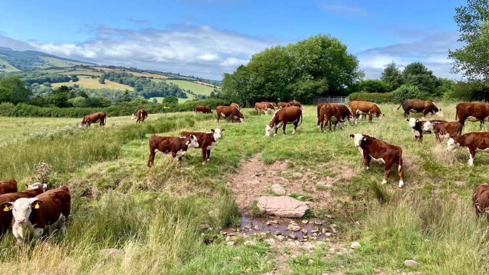 Cattle standing in a field with a stream running through it